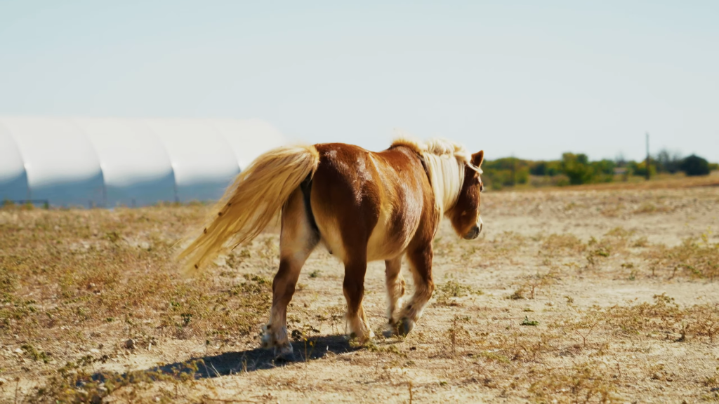 RHR Overview Video V1 1 1 0 screenshot - AesthetiCo